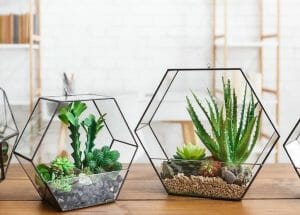 Indoor plants in terrarium
